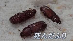 TBS NEWS DIG
