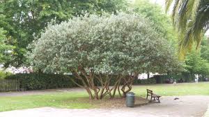 Image result for Feijoa sellowiana