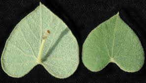 Image result for Cissampelos torulosa