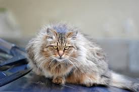 How do i keep my cat out of my car engine? How To Keep Cats Off Your Car