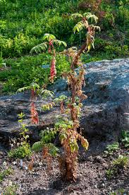 Image result for Hagenia abyssinica