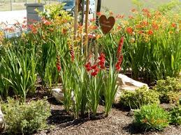 Montbretie Lucifer Crocosmia X Crocosmiiflora Lucifer Pflanzen Blumen Pflanzen Englischer Garten
