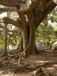 Image result for Ficus benjamina