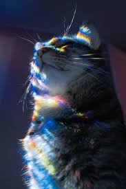 Majestic Today Pin In 2020 Cat Aesthetic Cat Body Rainbow Cat