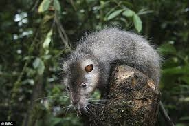 The Rat That S The Size Of A Cat Bbc Team Discovers New Species In Lost World Bizarre Animals Rat Species Curious Cat