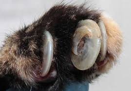 The most common symptom of an ingrown toenail is pain, especially if the area becomes infected. How To Prevent Cat Ingrown Nails Zooawesome