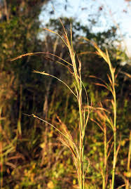 Image result for Hyparrhenia rufa