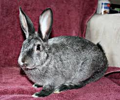 Apakah kelinci baik untuk jadi peliharaan di rumah? 18 Jenis Kelinci Hias Paling Bagus Di Indonesia Beserta Harganya Hobinatang