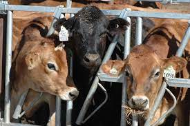 Beef Influence On Dairy Cattle Could Improve Marketing Options Bottom Line Agrilife Today