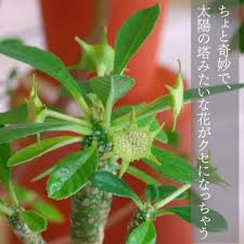 Image result for Dorstenia buchananii