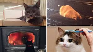 Share the best gifs now >>>. Happy Caturday 28 Funny Cat Gifs And Memes Memebase Funny Memes
