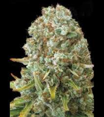 Seed finder (seed search engine and genetics info). Moby Big Strain Bulk Seed Bank Seeds Thc 20