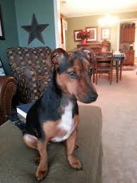 Black And Tan Jack Russell Puppies For Sale In Yorkshire Rafa Looking Out The Window Jack Russell Black Tan Black And Tan Jack Russell Looking Out The Window
