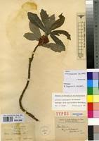 Image result for Dorstenia schliebenii