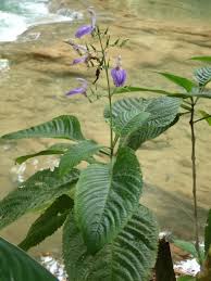 Image result for Brillantaisia