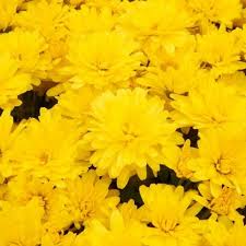 Hardy Garden Mum - Radiant Igloo