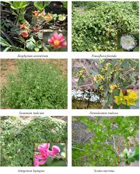 Image result for Oxalidaceae