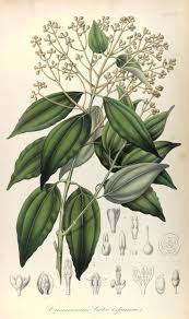 Image result for Cinnamomum