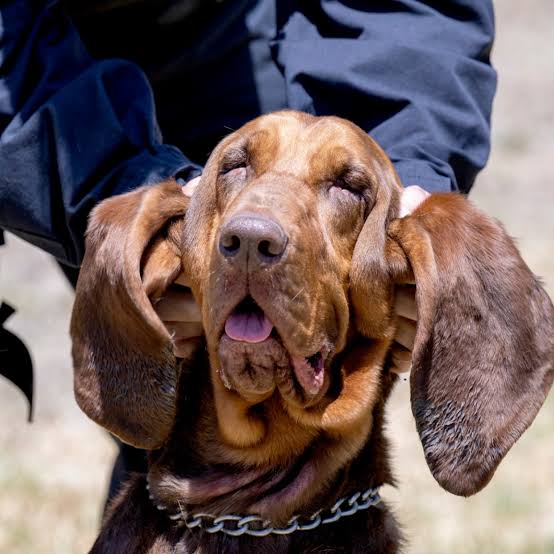Piper is a heroic bloodhound in LAPD's K-9 unit, and she caught a shooting  suspect – Daily News