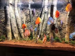 Pin On Planted Discus Aquarium