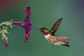 How to prepare hummingbird food. Hummingbird Food Recipe Attracting Hummingbirds To Your Garden The Old Farmer S Almanac