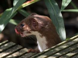 Da bin ich rein kamera holen, natürlich falsches objektiv und als ich raus kam, kein wiesel weit und breit. Mauswiesel Mustela Nivalis Unna