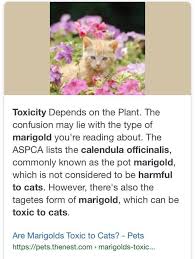 Even safe plants can cause minor discomfort if ingested, though effects are usually temporary and cats tend to be attracted to the leaves rather than flowers or seeds. Are Marigolds Safe If Kitty Gardens Public Like Page Facebook