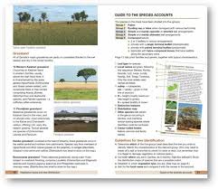 Image result for Panicum chambeshii