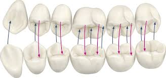 Image result for Occlusal