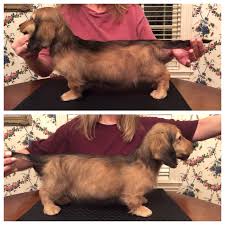 Because you have the means to purchase just about any kind of puppy, we recommend a furry friend from cream doxie luv.we offer families healthy and friendly akc dachshund puppies for sale. Puppies Seven Oaks Farms