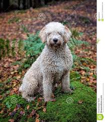 H2o) é uma substância química cujas moléculas são formadas por dois átomos de hidrogênio e um de oxigênio. Cao De Agua Espanhol Foto De Stock Imagem De Cute Pedigree 66884344