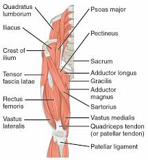 The sacrum bone is almost always noticeable, no matter what the body type, because it is not covered with muscles or substantial fatty the next life study, seated male figure with robust, muscular legs, focuses on the muscular forms of the anterior region of the upper legs. Leg Muscle Anatomy Quadriceps Whole Life Challenge