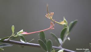 Image result for Cadaba termitaria