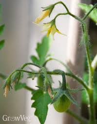 You do not want other plants competing with the tomato plant for water or nutrients. Top 3 Reasons Why Your Tomatoes Are Not Setting Fruit