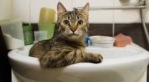 cat pees in the sink how to prevent