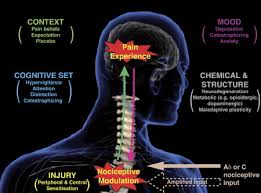 The Cerebral Signature For Pain Perception And Its Modulation Neuron