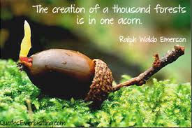 Image result for acorns quotes