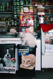 Maybe you would like to learn more about one of these? 5 Best Pet Shops In San Francisco
