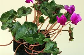 If you receive your cyclamen during the cooler months, you can expect blooms all the way through to the summer months. Pflanze Und Co