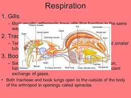 Ch 14 The Arthropods Ppt Download