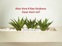 Aloe Vera Nin 0 Kan Grubu Ile Alip Vermedigi Nedir Profesorun Gunlugu Kisisel Blog Aloe Kan Gruplari Bitki