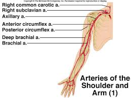What Is The Name Of The Major Artery In Your Arm Socratic