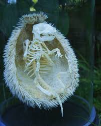 E Mail Center Animal Skeletons Skull Art Animal Bones