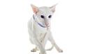 14 Hypoallergenic Cat Breeds - HomeoAnimal