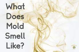 It's like sewerage combined with vinegar. What Does Mold Smell Like Mold Help For You