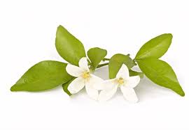 This can also refer to the orange cestrum. Murraya Paniculata Farm Agrico Agriculture Farm