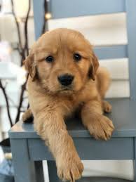Red golden retriever puppies will have the wonderful qualities of their parents, having mountains of energy! Southern Belle Goldens Golden Retriever Breeder