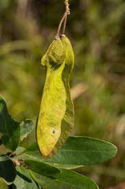 Image result for Securidaca longepedunculata