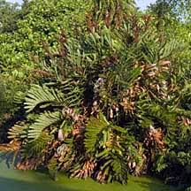 Image result for Acrostichum aureum