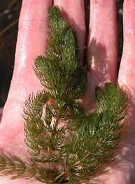 Image result for Ceratophyllum
